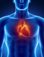 Human heart in detail with glowing rays