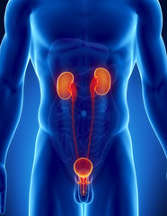 Male urinary tract in detail