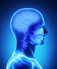Human brain x-ray view