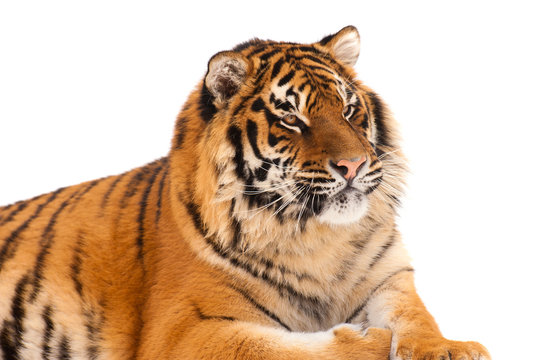 tiger isolated on the white background