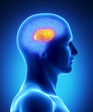Corpus callosum - human brain part
