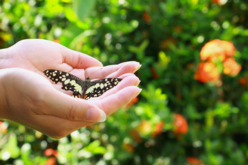 Obraz premium Butterfly on hand