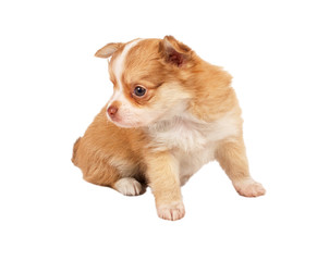 portrait of a cute purebred puppy chihuahua in front of white ba