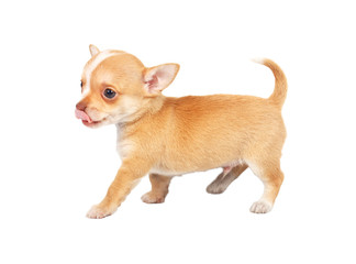 portrait of a cute purebred puppy chihuahua in front of white ba