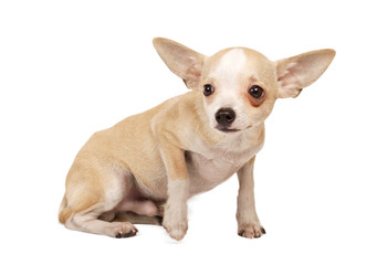 portrait of a cute purebred puppy chihuahua in front of white ba