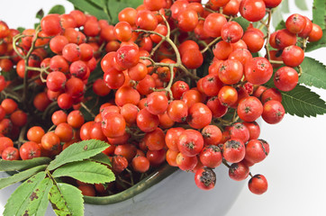 Ebereschenbeeren