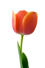 Tulip