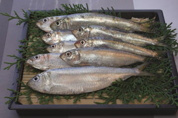 岡山県産のママカリ