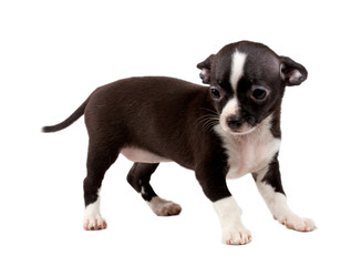 cute small chihuahua puppy sitting on white looking at camera is