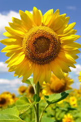 sunflower field