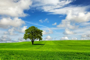 Foto auf Alu-Dibond Tree and green landscape © wajan