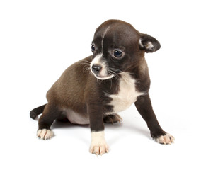 small chihuahua puppy