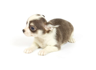 small chihuahua puppy