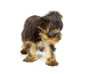 Cute pretty Yorkshire terrier puppy dog sitting. isolated