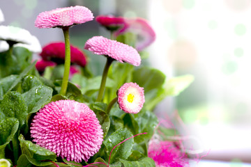 pot of Bellis perennis © Val Thoermer