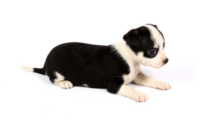 small chihuahua puppy