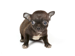Fototapeta premium small chihuahua puppy