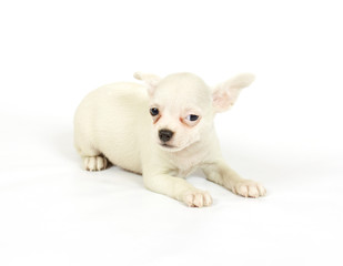 small chihuahua puppy