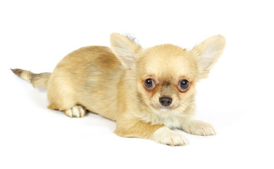 small chihuahua puppy