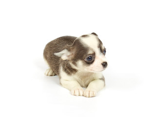 Naklejka premium small chihuahua puppy