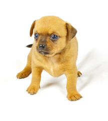 Obraz premium small chihuahua puppy