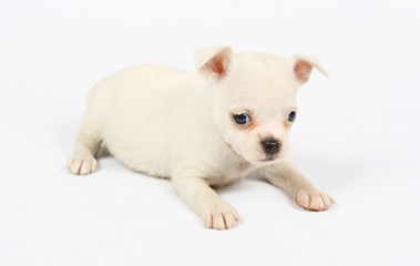 Naklejka premium small chihuahua puppy