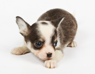 small chihuahua puppy