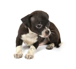 Obraz premium small chihuahua puppy