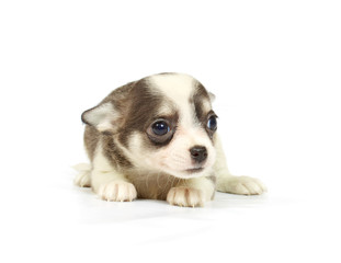 small chihuahua puppy
