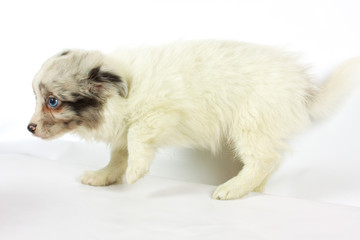 small chihuahua puppy