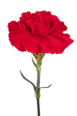 Beautiful red carnation on a white background