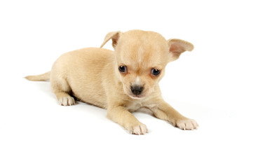 Funny puppy Chihuahua poses