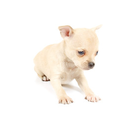 Funny puppy Chihuahua poses