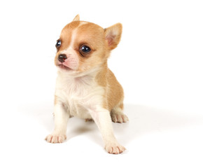 Funny puppy Chihuahua poses