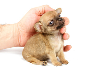 Funny puppy Chihuahua poses
