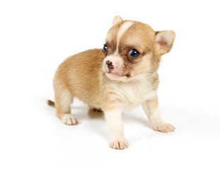 Funny puppy Chihuahua poses