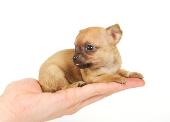 Funny puppy Chihuahua poses