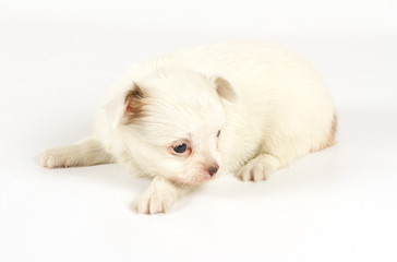 Fototapeta premium Funny puppy Chihuahua poses