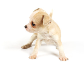 Funny puppy Chihuahua poses