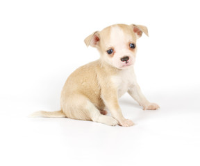 Funny puppy Chihuahua poses