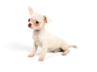 Chihuahua puppy in studio