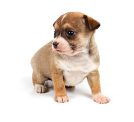 Funny puppy Chihuahua poses