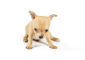 Funny puppy Chihuahua poses