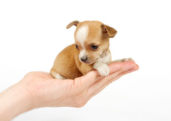 Funny puppy Chihuahua poses