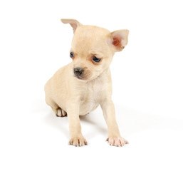Funny puppy Chihuahua poses