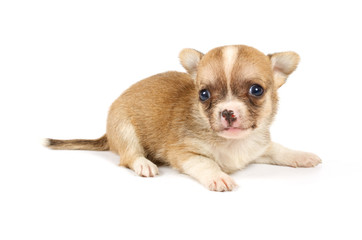 Funny puppy Chihuahua poses