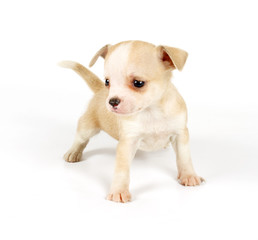 Funny puppy Chihuahua poses