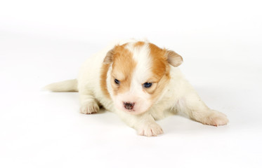 Funny puppy Chihuahua poses