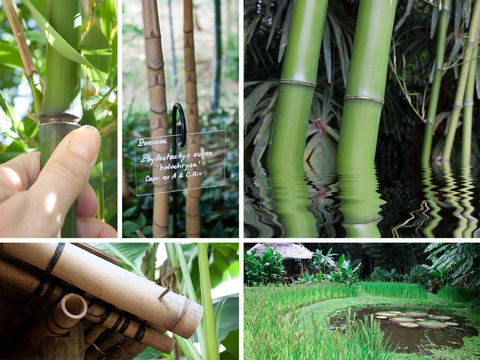 Composition bambou