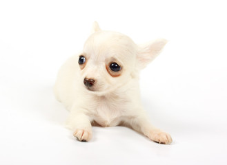 small chihuahua puppy